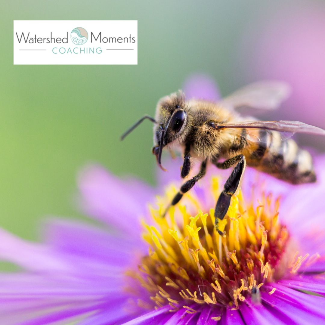 Read more about the article Life Lessons from Bees